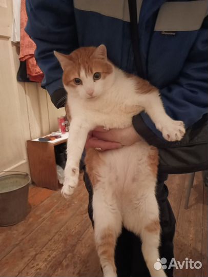 Кот Кеша в добрые руки