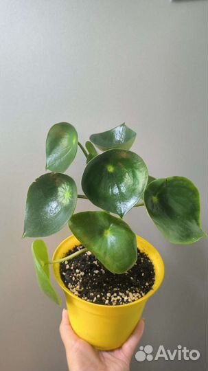 Пеперомия рейндроп и другие растения