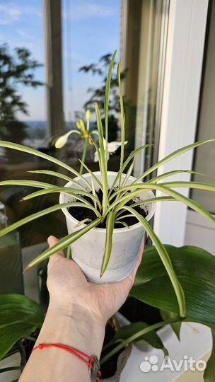 Цветы разные