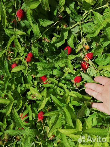Малина Розолистная-Тибетская купить в Прохладном | Товары для дома и ...