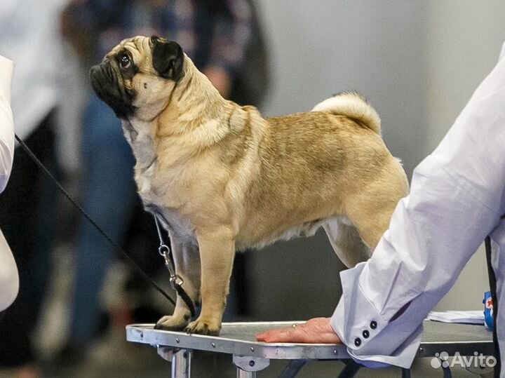 Мопс вязка мальчик