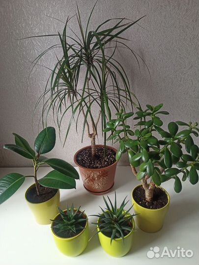 Комнатные растения