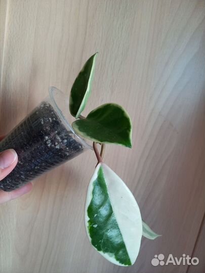 Хойя кримсон квин