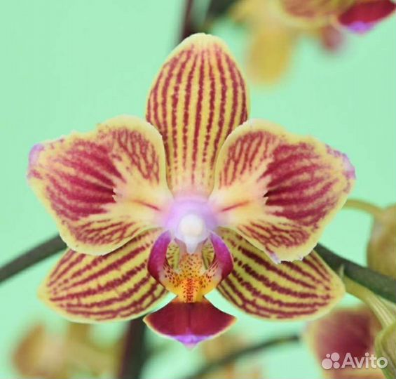 Орхидея фаленопсис