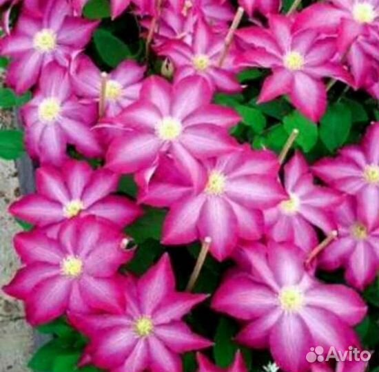 Саженцы клематиса.Много