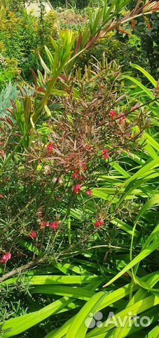 Бересклет игольчатый купить в Новокузнецке | Товары для дома и дачи | Авито