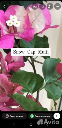 Сортовые бугенвиллеи