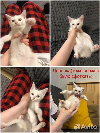 Котята в добрые руки бесплатно