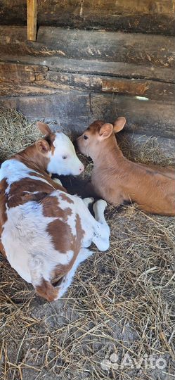 Продам бычка