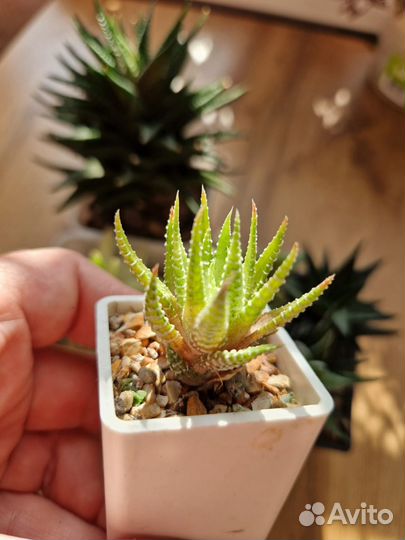 Хавортии набором