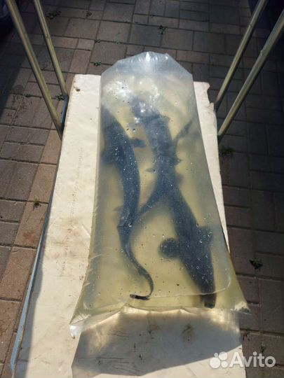 Продаётся малек Белый Амур