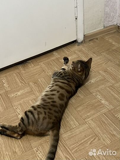Бенгальская кошка 6 лет