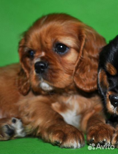 Кавалерчики