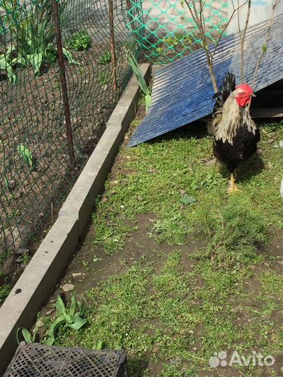 Куры петухи