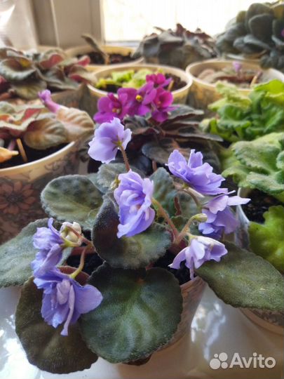 Сортовые фиалки, декор интерьера, подарок