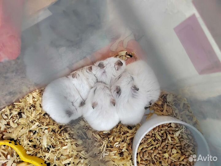 Джунгарский хомяк