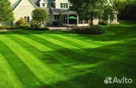 Рулонный газонУкладка Рулонного газонаГазон от про