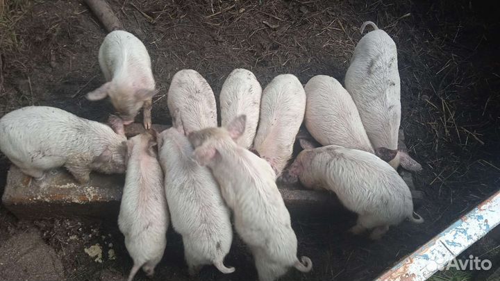 Поросята ландрас