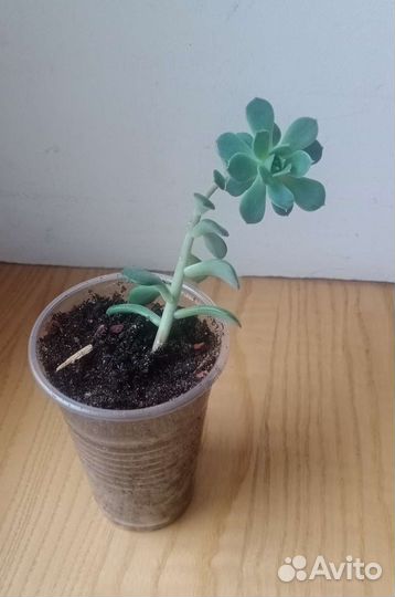 Суккуленты