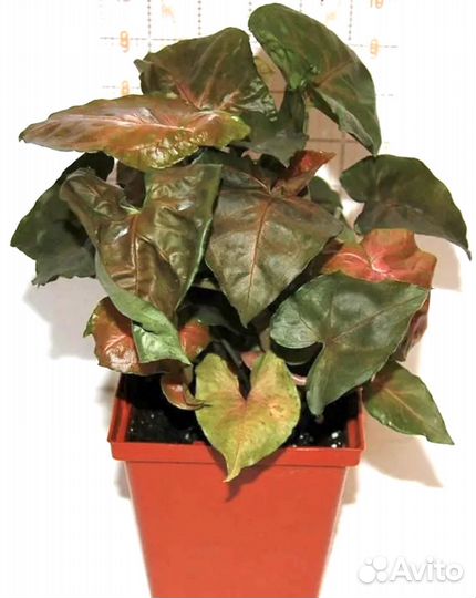 Сингониум, хойя, папортник, традиск