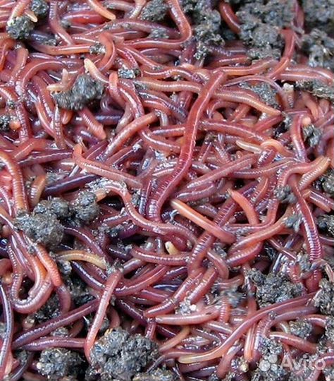 Калифорнийские дождевые черви