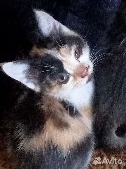 Котята в дар