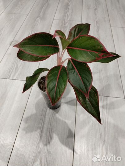 Аглаонема Крит