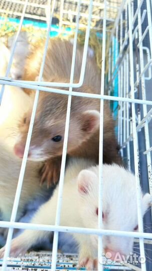 Хорёк, вязка