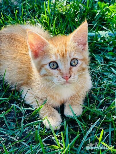 Котенок ищет семью