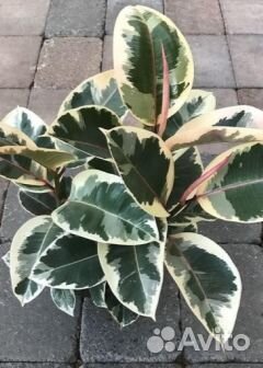 Аглаонема, Калатея, Фикус, Строманта и прочие