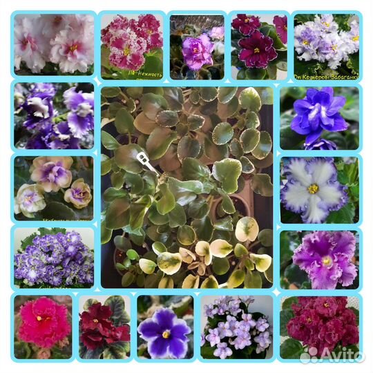 Сортовые фиалки