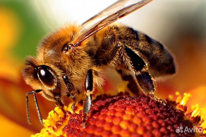 Мёд.мёд в сотах.пыльца.прополис. Урожай 2023 г