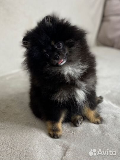 Купить шпица в питомнике. Черные щенки шпица