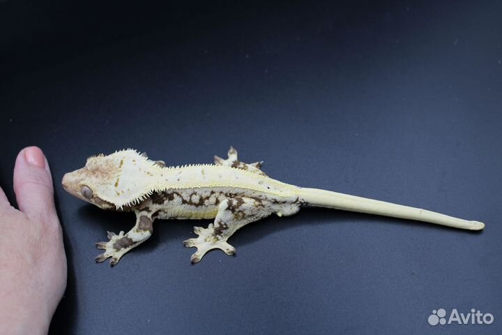 Реснитчатый бананоед,самцы,лили вайт,Liiiy White