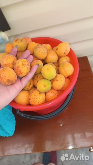 Абрикос домашний