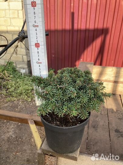 Пихта корейская бриллиант, сильберлок