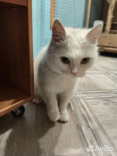 Шотландская кошечка