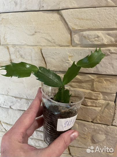 Шлюмбергеры