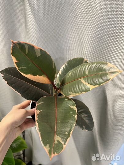 Комнатные цветы-Фикус