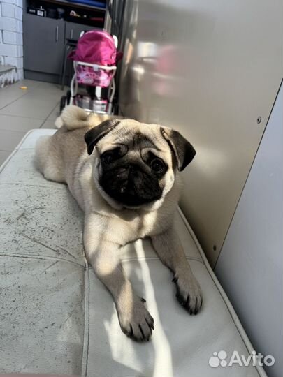 Мопс вязка мальчик