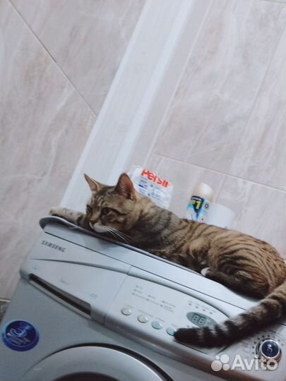Отдам в добрые руки