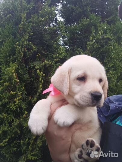 Щенки лабрадора