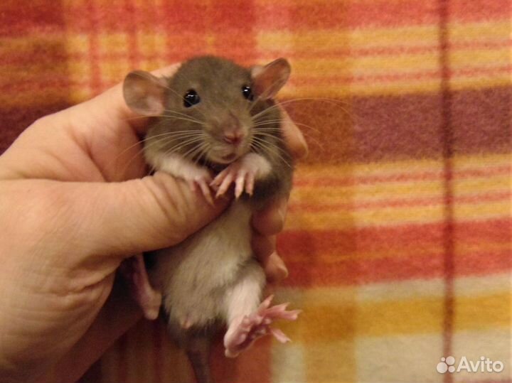 Крысы, крысята дамбо от заводчика, клетки, корм