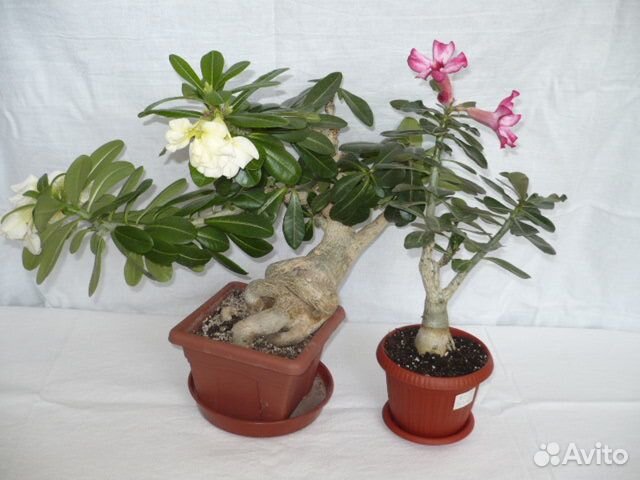 Комнатные цветы Адениум Обессум