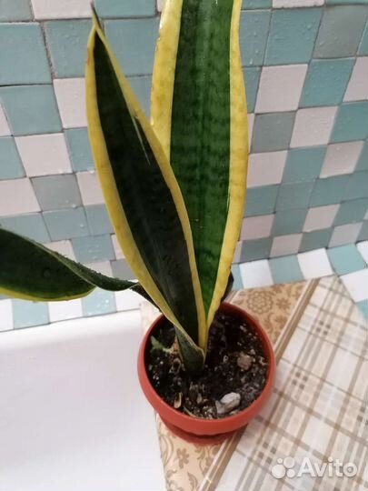 Сансы и хойи