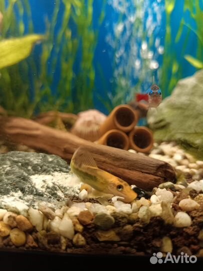 Аквариумные рыбки