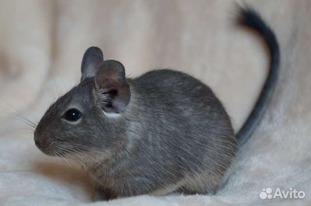 Цветные белки дегу, беж, голубые