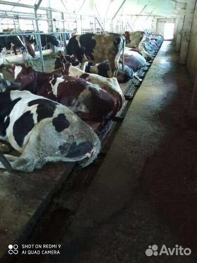 Коровы и нетели