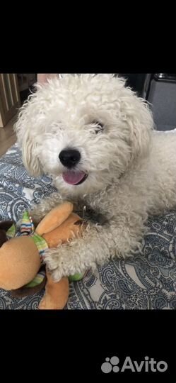 Догситтер, Передержка, выгул