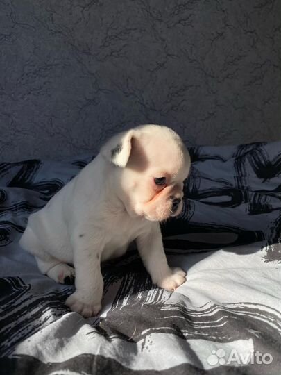 Щенки французского бульдога